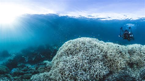 The Great Barrier Reef: A Natural Marvel Facing Challenges